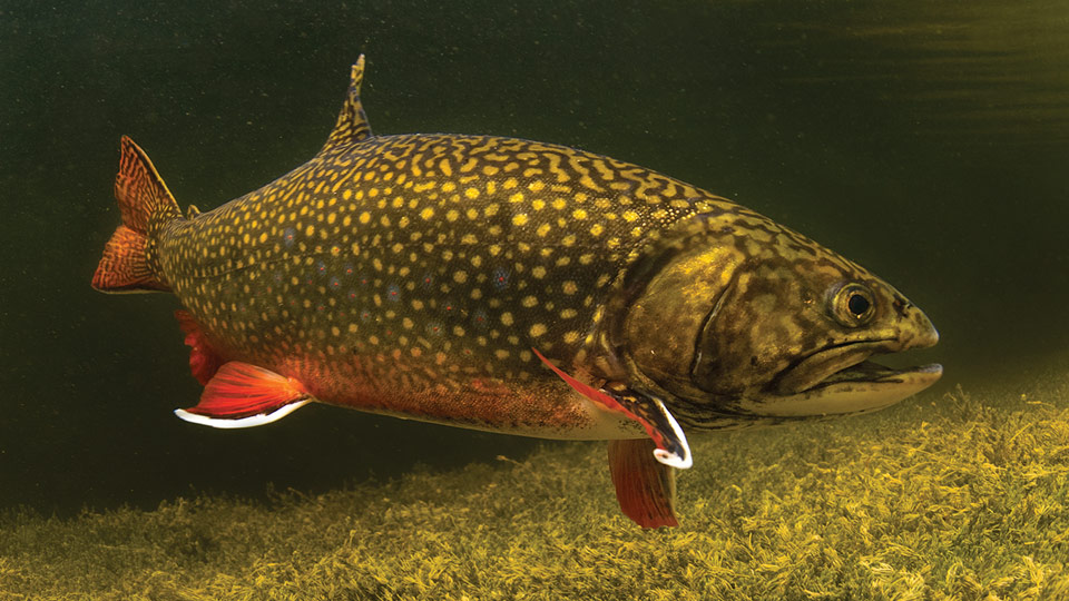 Brook Trout — reference photo