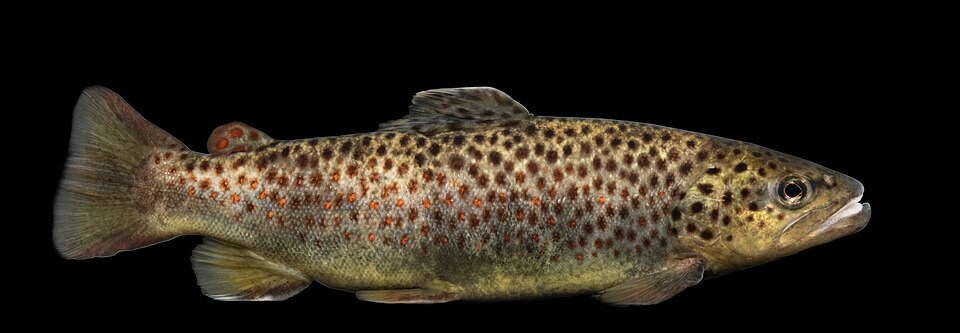 Brown Trout — reference photo