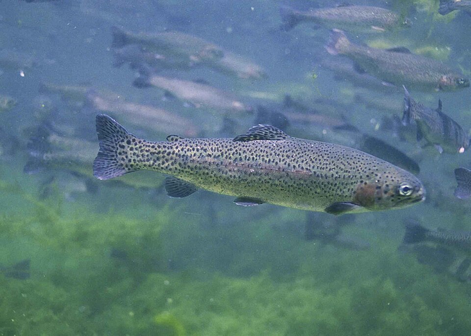 Rainbow Trout — reference photo